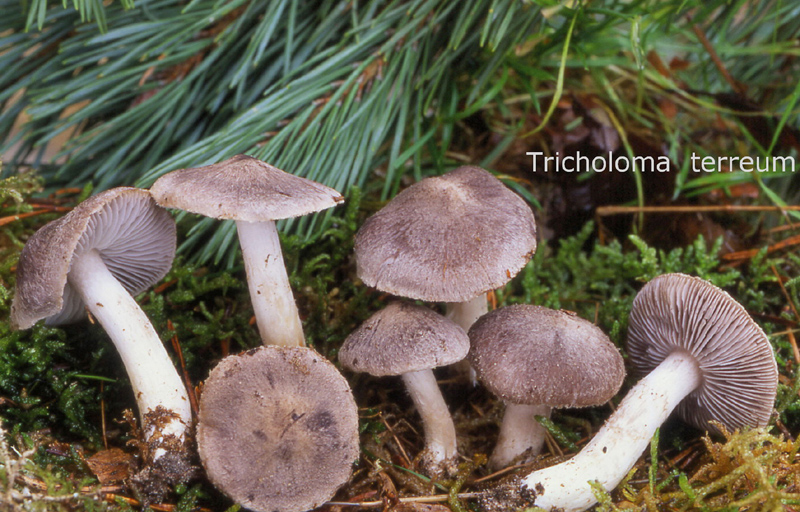 Tricholoma terreum-amf1895.jpg - Tricholoma terreum ; Non français: Tricholome terreux, Petit gris